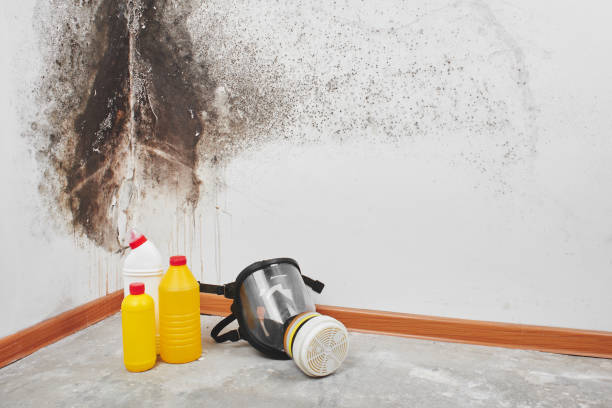 Mold Testing and Removal in Ohioville, PA