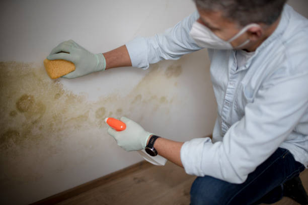 Best Mold Testing and Removal  in Ohioville, PA
