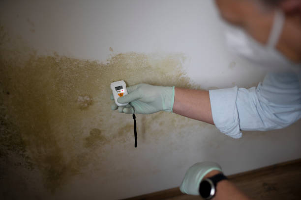 Best Same-Day Mold Removal  in Ohioville, PA