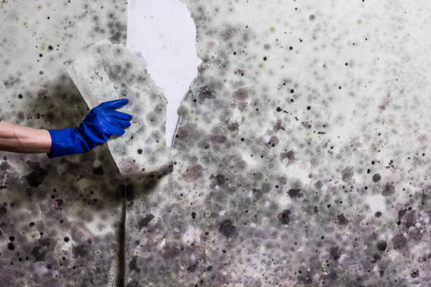 Best Certified Mold Removal  in Ohioville, PA