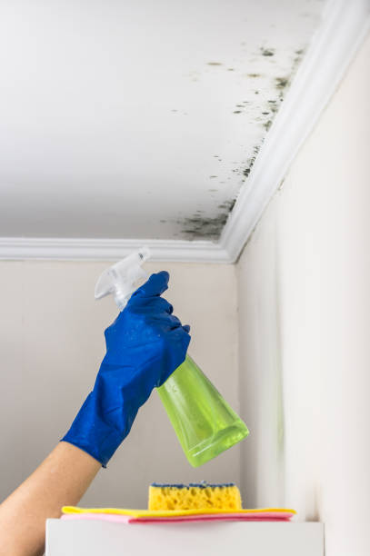 Best Home Mold Removal  in Ohioville, PA